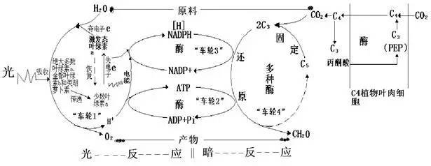 高考必考點丨有了&ldquo;光合作用四個車輪&rdquo;示意圖，學起來如此輕松!