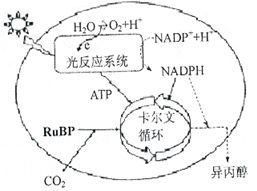 如圖甲表示某綠色植物的細(xì)胞代謝狀況,圖乙表示在一定條件下測得的該植物光照強(qiáng)度與光合速率的關(guān)系,圖丙是某興趣小組將該植物栽培在密閉玻璃溫室中.用紅外線測量儀測得室內(nèi)的