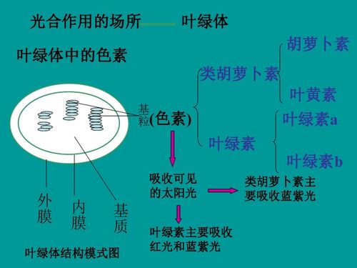 高一生物光與光合作用課件4下載 生物 21世紀(jì)教育網(wǎng)