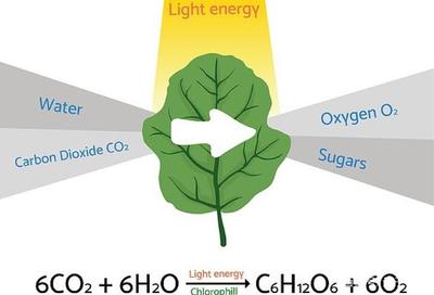 《自然-能源》:通過(guò)&ldquo;人工光合作用&rdquo;直接制造清潔能源