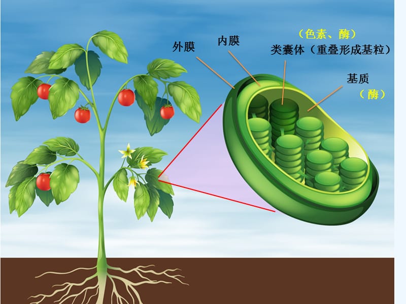 影響光合作用的因素.pptx
