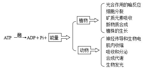 高三生物第二輪復習知識結構 二 生物的新陳代謝