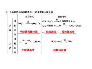 光合作用與細(xì)胞呼吸 2012屆高考生物一輪復(fù)習(xí)第11講