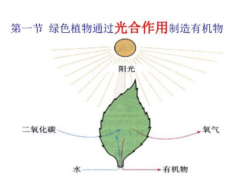 綠色植物通過光合作用制造有機物 生物界的基礎(chǔ)過程
