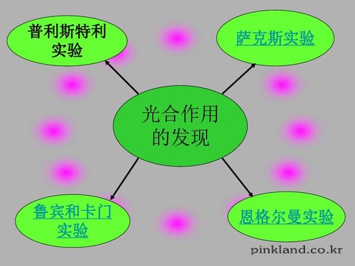 甘肅省生物多媒體教學(xué)優(yōu)質(zhì)課件 光合作用（二）