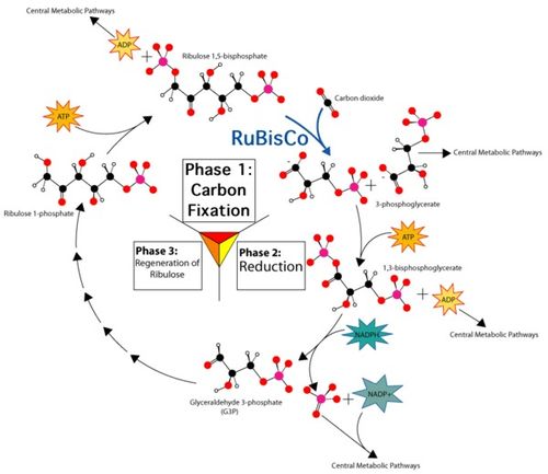 從蛋白質合成到光合作用 生命能量的雙重奏